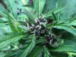sour lowryder 2 purple pheno
