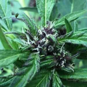 sour lowryder 2 purple pheno