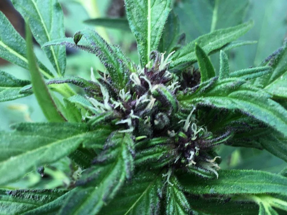 sour lowryder 2 purple pheno
