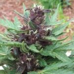 sour 60 purple cannabis plant 1
