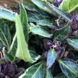 sour 60 purple cannabis plant