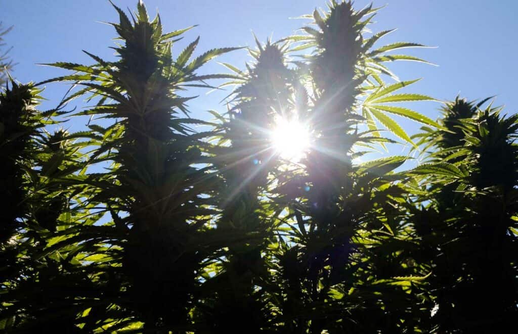Big Cannabis Buds in the Sun