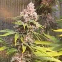 Durban Poison Auto