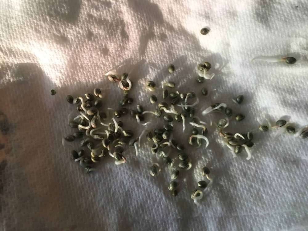 The paper towel method of sprouting cannabis seed