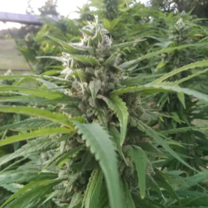 Durban Poison Durban Poison