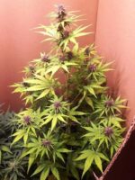 Sour 60 Purple Pheno Cannabisabis