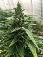 Sour 60 Auto Bud 222