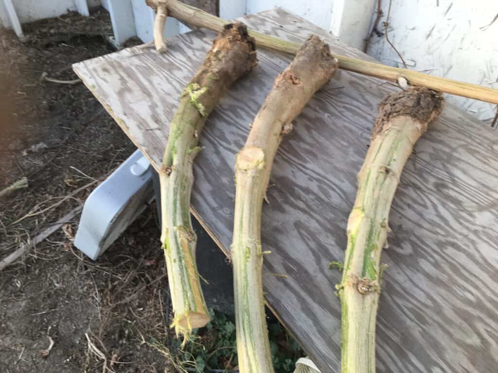 Cannabis Sativa Stems