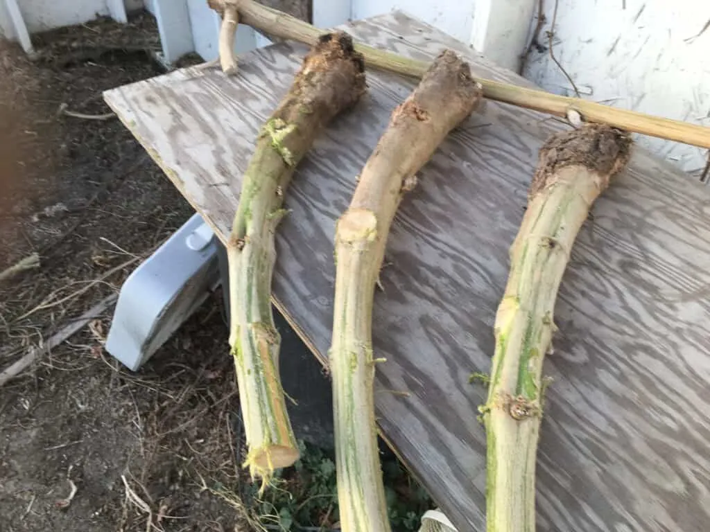 Cannabis Sativa Stems