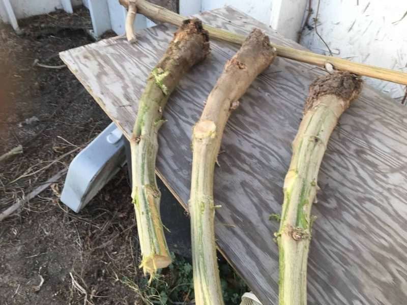 Huge Cannabis Sativa Stems
