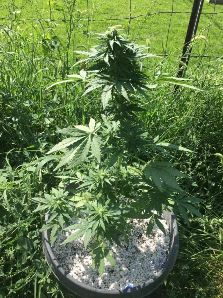 Auto Cannabis Plant
