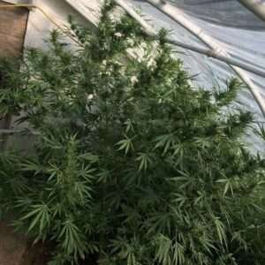 Big Sativa in Greenhousedealing with high heat, and humidity.