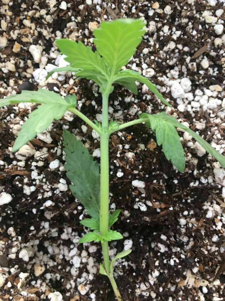 male cannabis plant