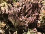 Dried cannabis flower