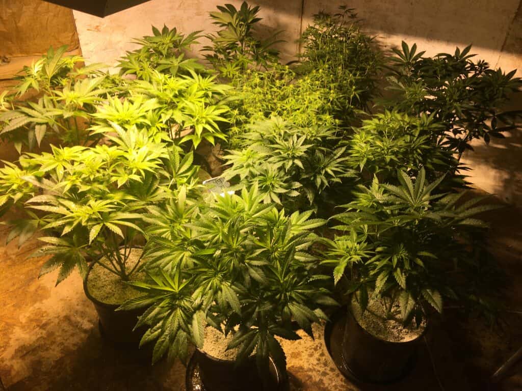 Autoflowering Cannabis Plant