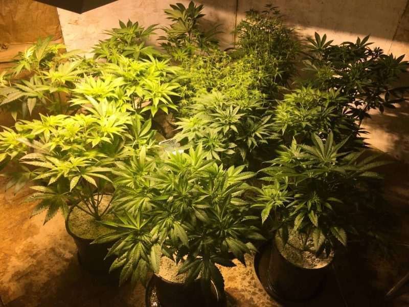 Autoflowering Cannabis Plant