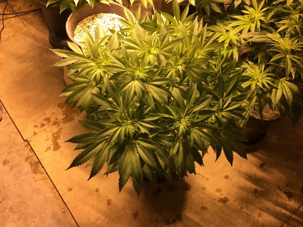 Auto Flower Cannabis Plant
