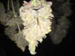 sour lowryder 2 auto bud