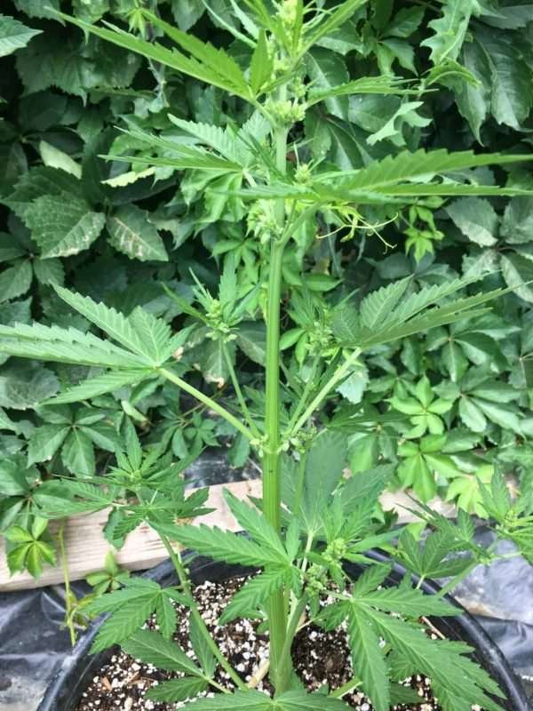 Male cannabis plant
