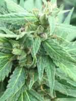 sour lowryder 2 auto