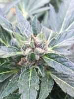 sour lowryder 2 auto