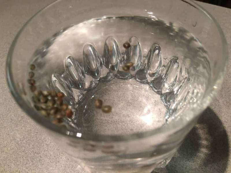 Cannabis Seed Floating in Water