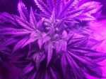 Shock Trauma Cannabis Strain