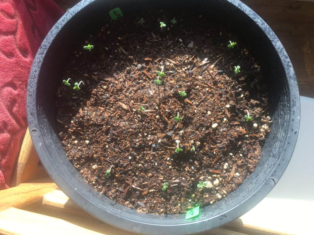 Piebert Cannabis Seedlings