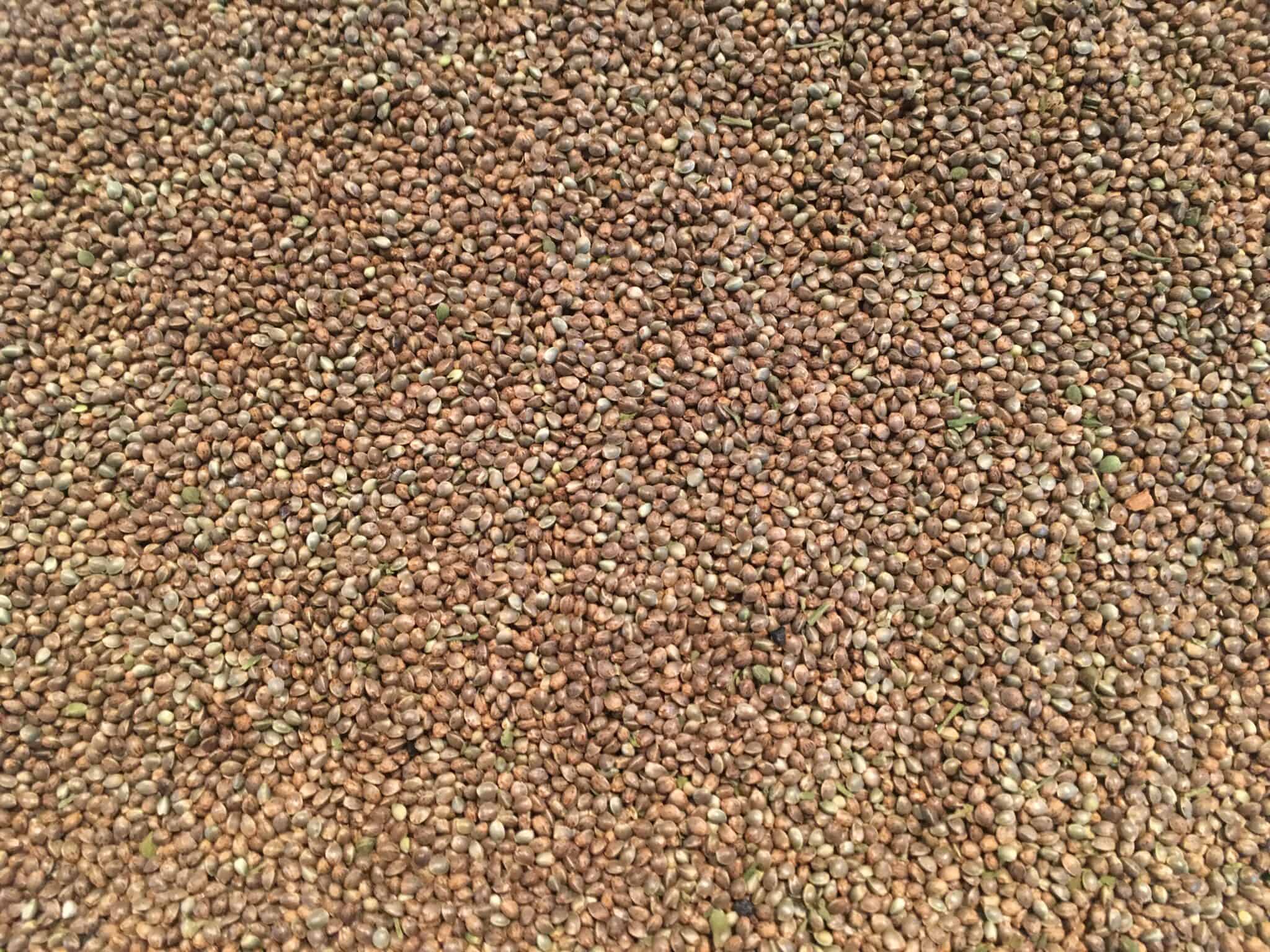 Cannabis Seeds