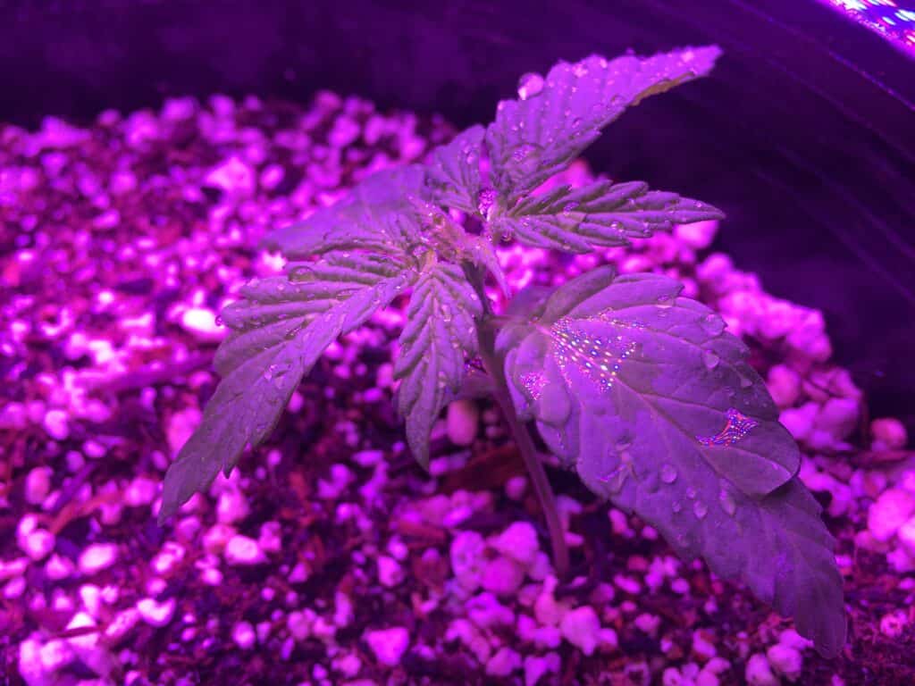 Santa Marta Colombian Gold
