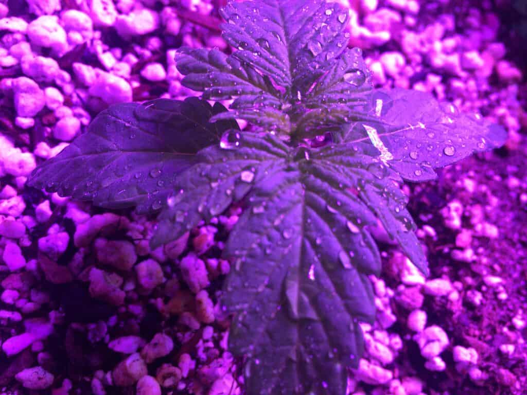 Santa Marta Colombian Gold