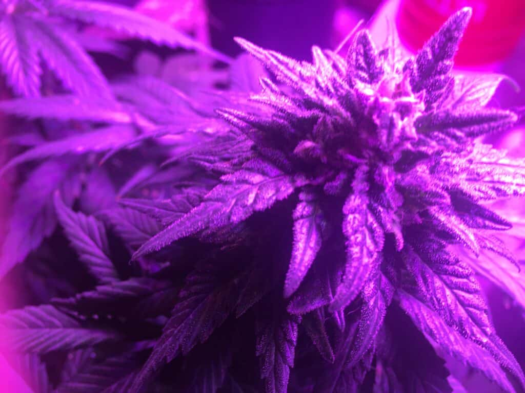 Seeded Shock Truama
