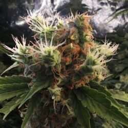 Shock Trauma Cannabis