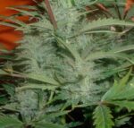 Sour 60 Auto Flower Bud