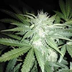 Sour 60 Auto Regular Cannabis