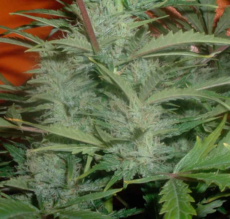 Sour 60 Auto Flower Bud
