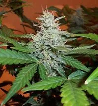 Sour lLowryder Auto Flower Bud