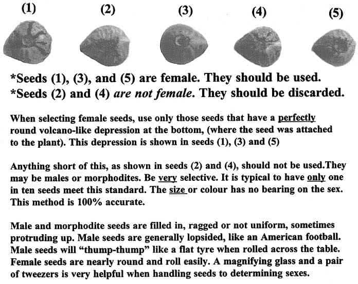 Pdf Some Aspects Of Sex Determinism In Hemp