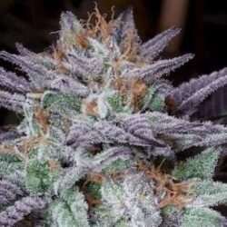 DQar Cannabis Strain