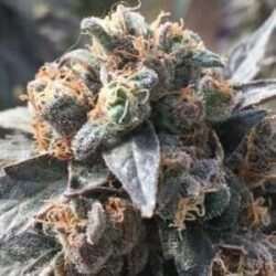 Ata Tundra Cannabis Strain