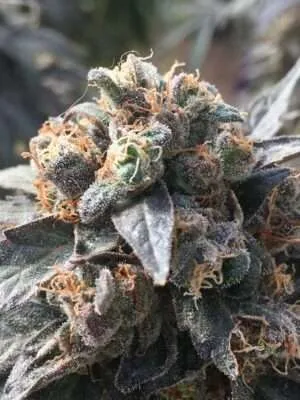 Ata Tundra Cannabis Strain
