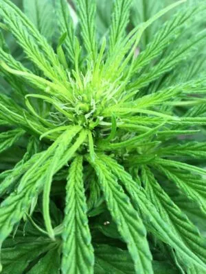 Cannabis Sativa 1