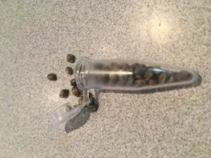 Order Of Free Cannabis Seeds