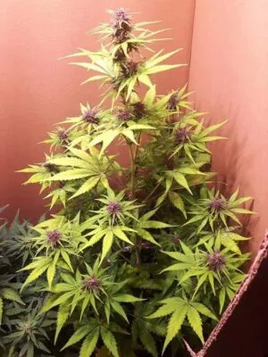Sour 60 Purple Pheno