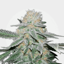 Sugar Haze Cannabis Strain