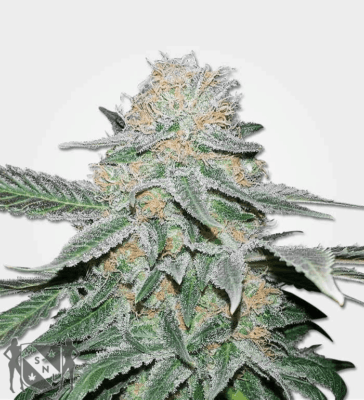 Sugar Haze Cannabis Strain