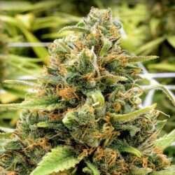 cdb sweet and sour widow