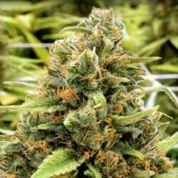 cdb sweet and sour widow