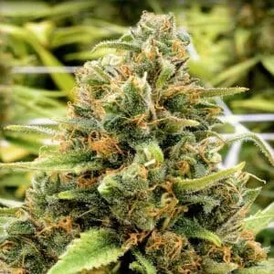 cdb sweet and sour widow