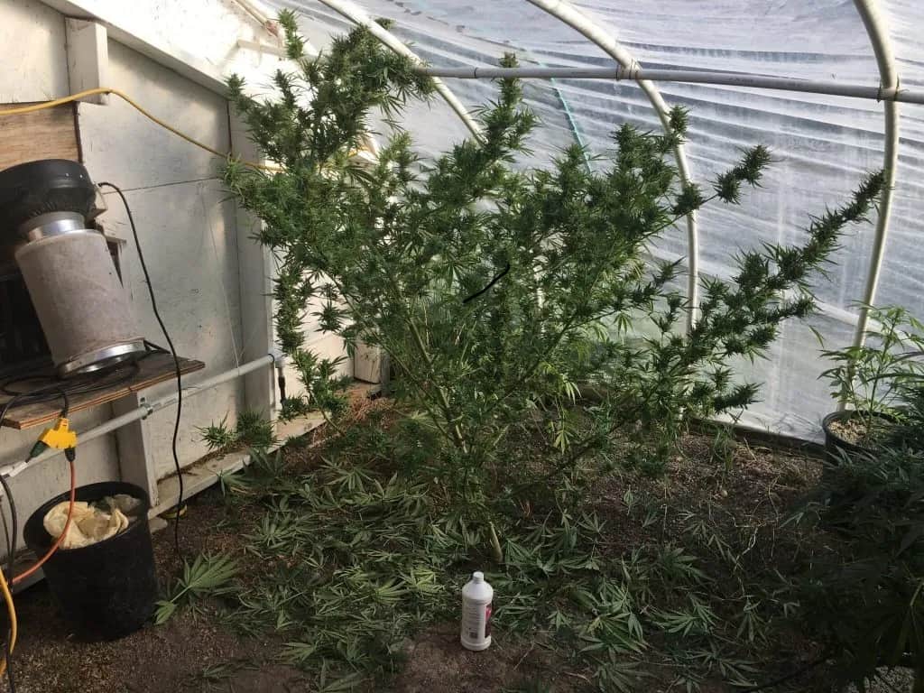 Big Sativa